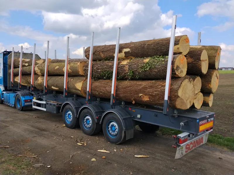 JESION – kłody tartaczne, długość 4 m – SPRZEDAM