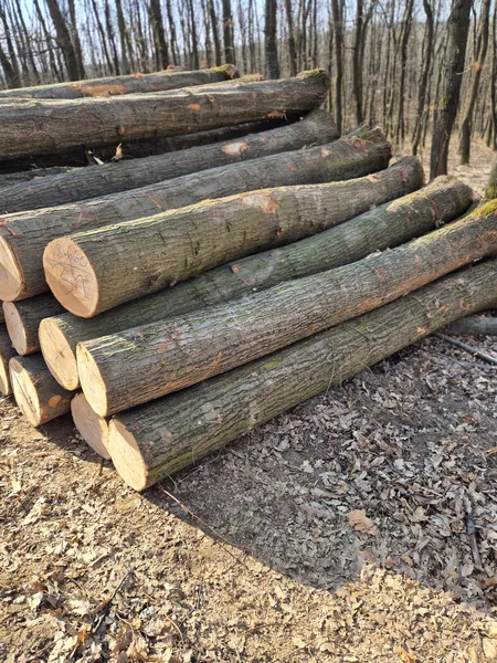 DĄB CZERWONY – kłody tartaczne, długość 4 m – SPRZEDAM