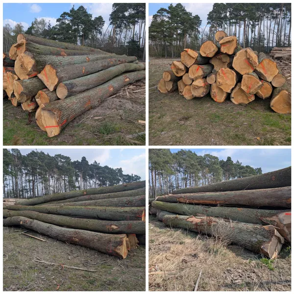 DĄB – dłużyce tartaczne, długość 6-12 m – SPRZEDAM