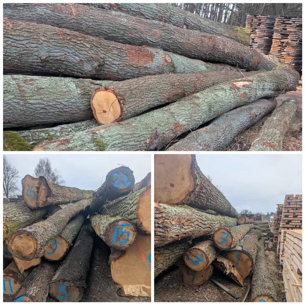 DĄB – drewno tartaczne, długość 4-12 m – SPRZEDAM