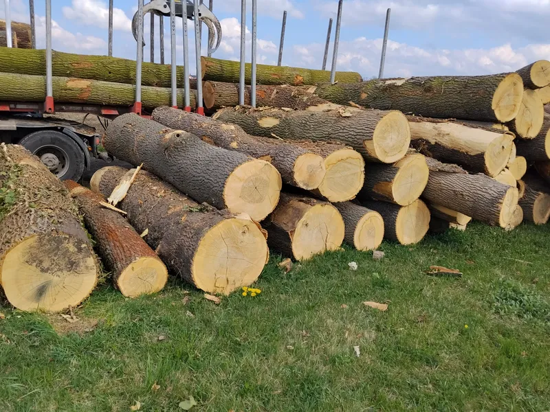 JESION – kłody tartaczne, długość 3/4/5 m – SPRZEDAM