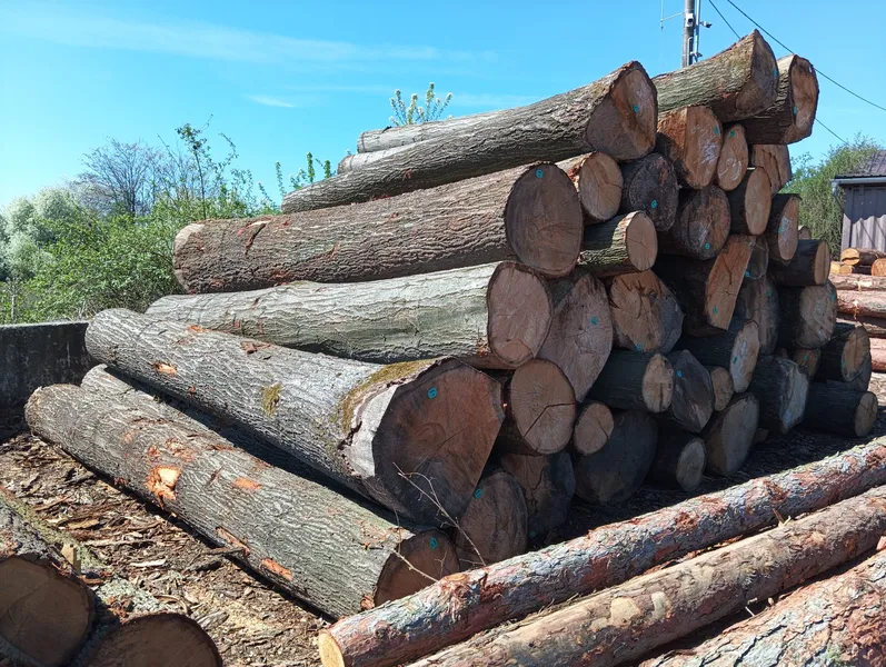 DĄB CZERWONY – kłody tartaczne, długość 4 m – SPRZEDAM