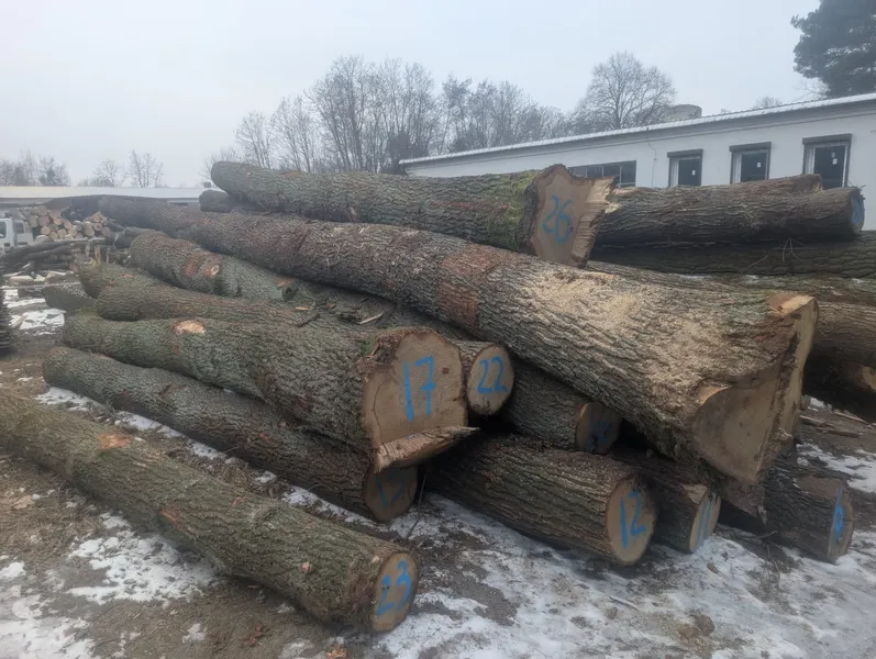 DĄB – drewno tartaczne, długość 4-12 m – SPRZEDAM