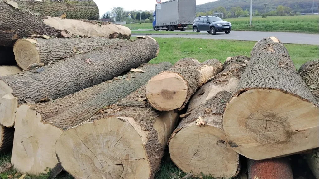 JESION – kłody tartaczne, długość 3/4/5 m – SPRZEDAM