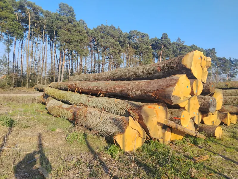 DĄB – dłużyce tartaczne, długość 6-12 m – SPRZEDAM