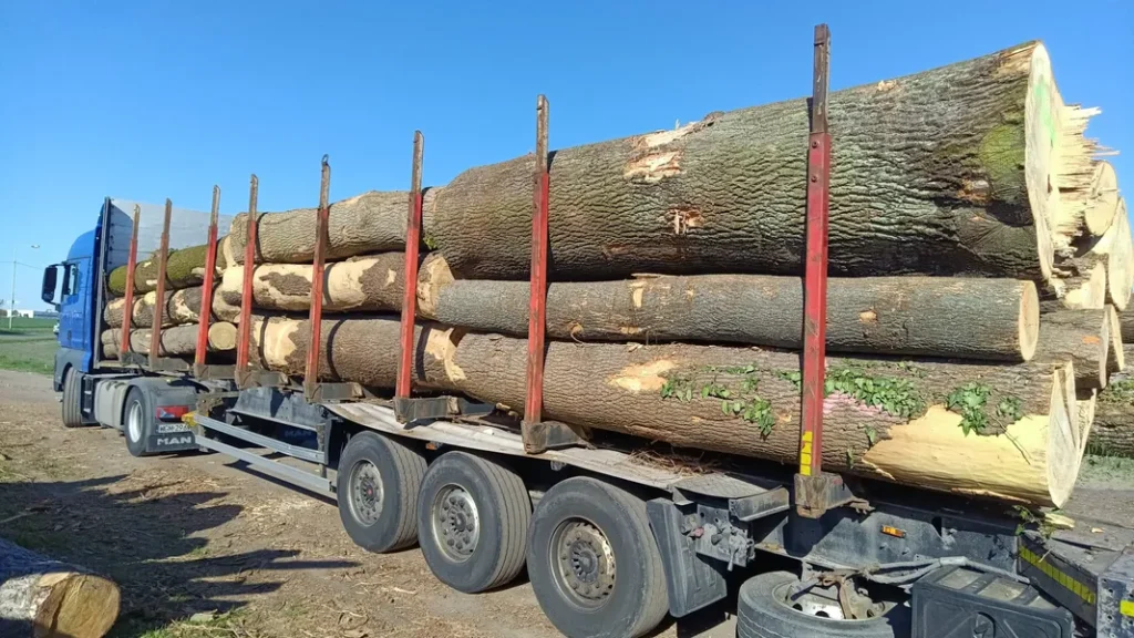 JESION – kłody tartaczne, długość 4 m – SPRZEDAM