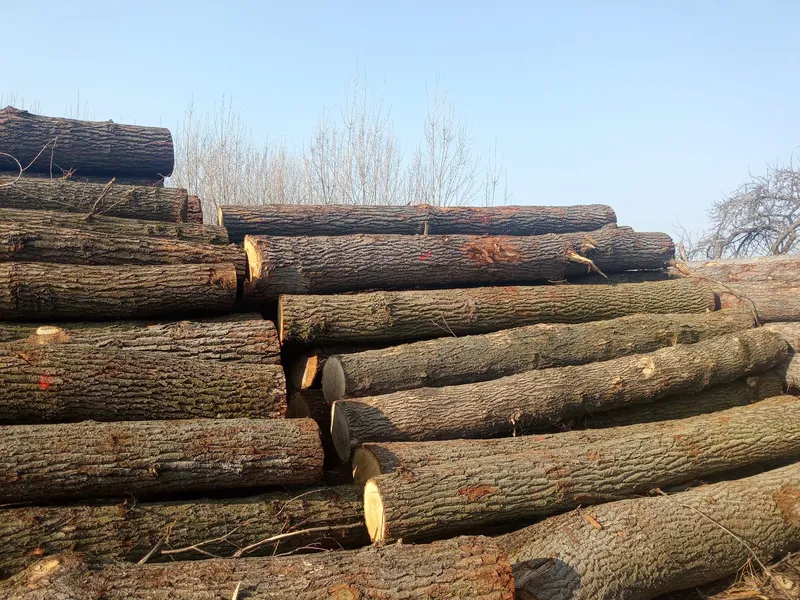 DĄB – kłody tartaczne, długość 4 m – SPRZEDAM