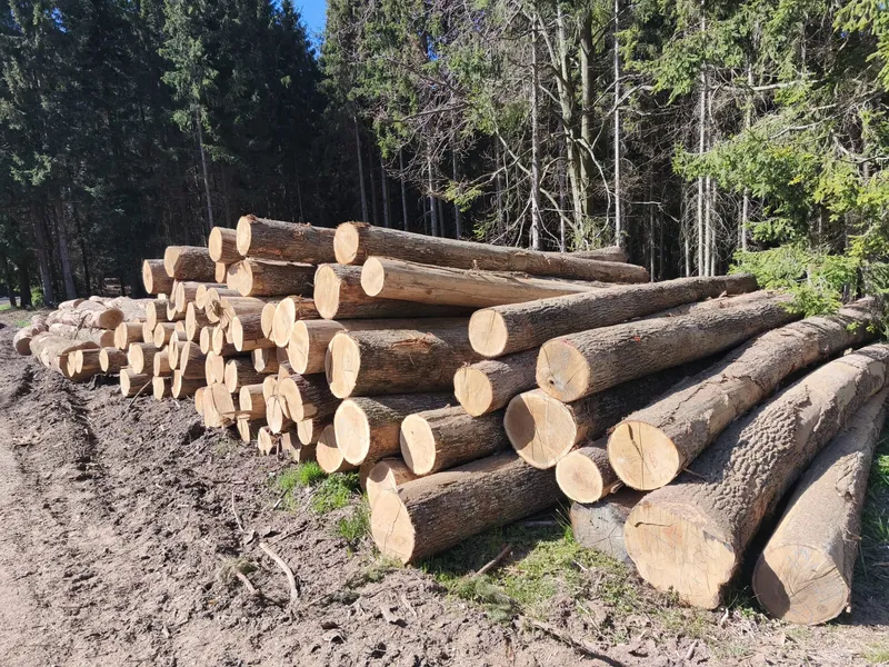 DĄB – drewno tartaczne, długość 4-6 m – SPRZEDAM