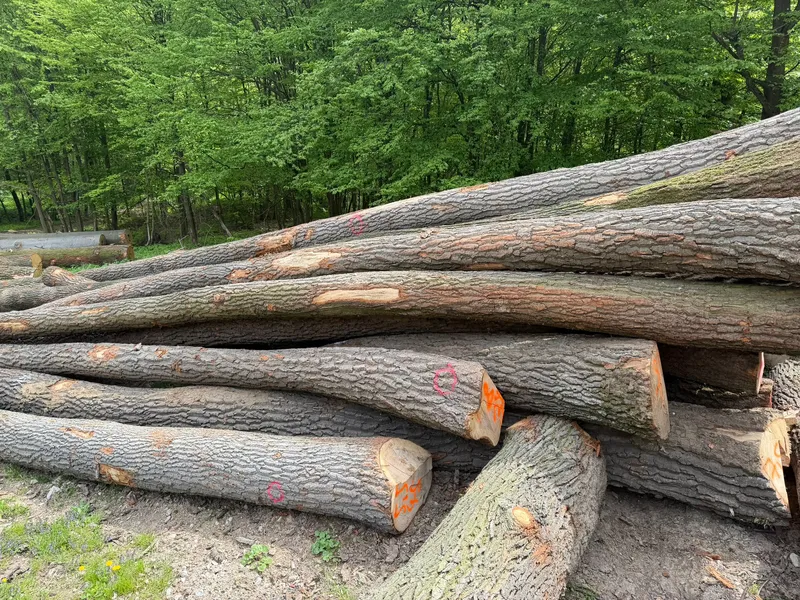 DĄB – drewno tartaczne, długość 4-12 m, kraj pochodzenia- Węgry, SPRZEDAM