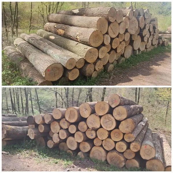 JESION – kłody tartaczne, długość 3/4/5/6 m – SPRZEDAM