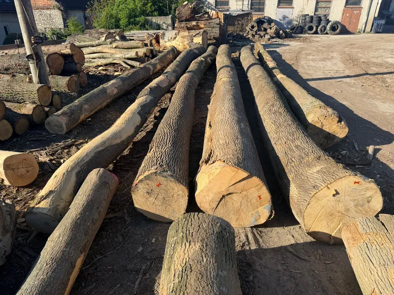 JESION – drewno tartaczne, długość 3-12 m – SPRZEDAM