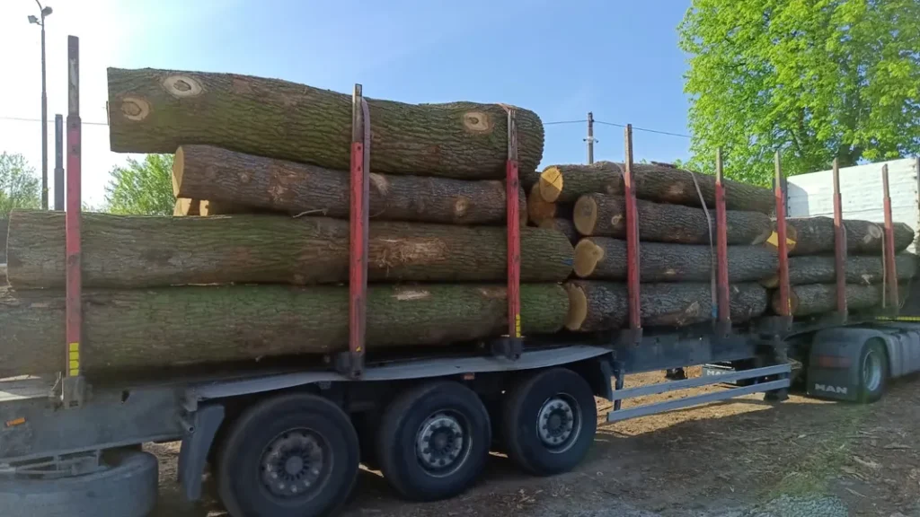 DĄB – kody tartaczne, długość 3/4/5 m – SPRZEDAM