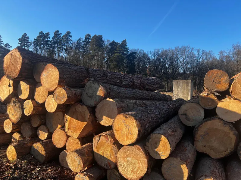 SOSNA – kłody tartaczne, długość 4/5 m – SPRZEDAM