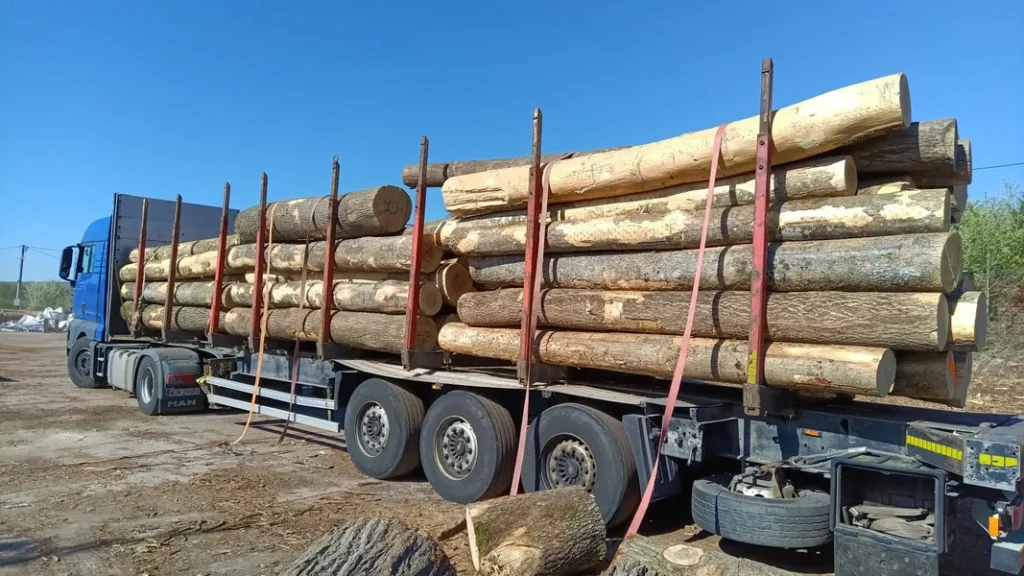 JESION – kłody tartaczne, długość 4 m – SPRZEDAM