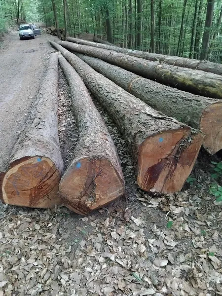 MODRZEW – dłużyce tartaczne, długość 12 m – SPRZEDAM