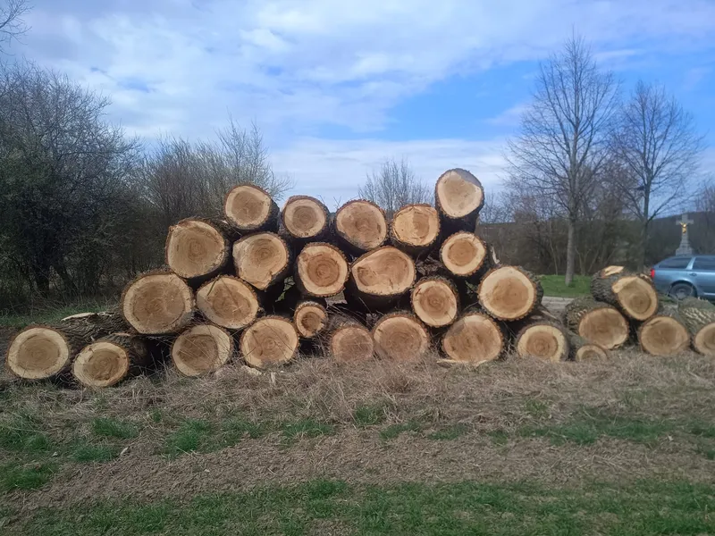 TOPOLA – kłody tartaczne, długość 2,1/4,1 m – SPRZEDAM