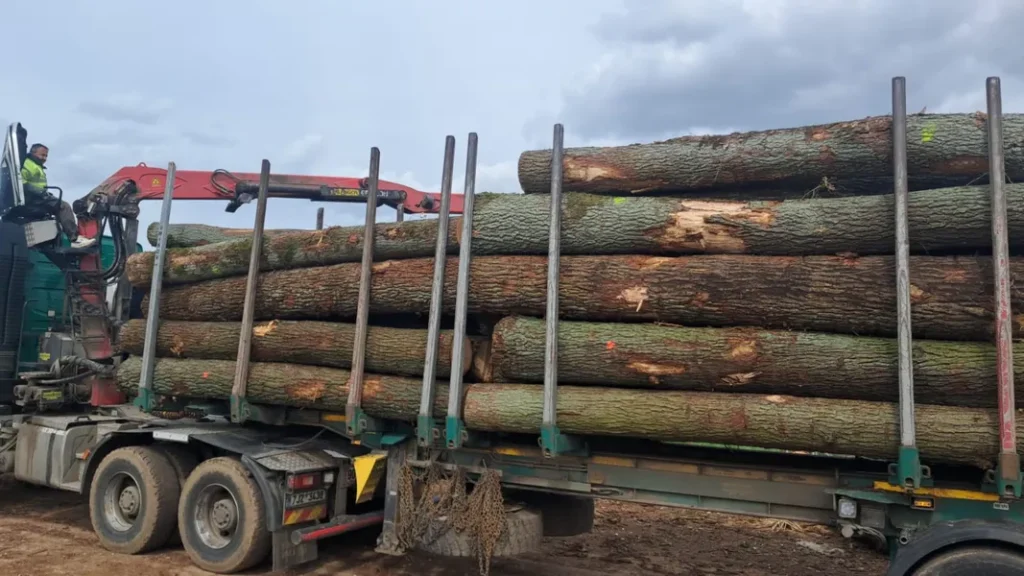 DĄB – kłody tartaczne, długość 3/4 m – SPRZEDAM