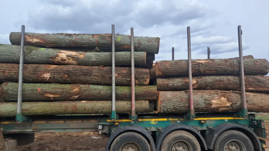DĄB – kłody tartaczne, długość 3/4 m – SPRZEDAM