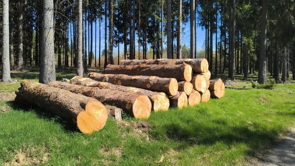 ŚWIERK – kłody tartaczne, długość 4 m – SPRZEDAM