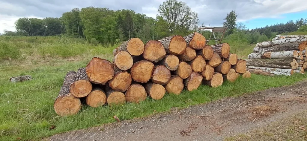SOSNA – kłody tartaczne, długość 4 m – SPRZEDAM