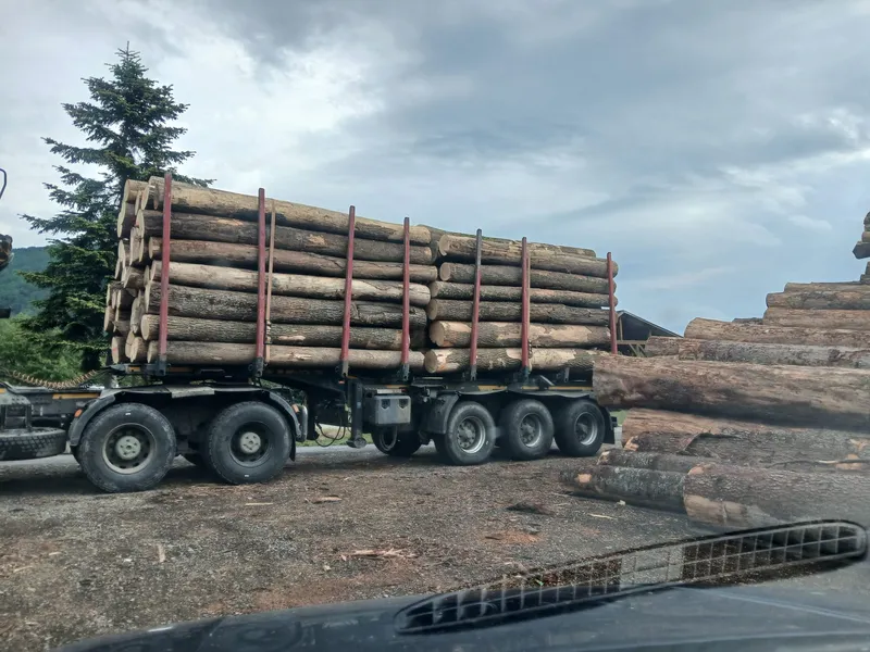 JESION – kłody tartaczne, długość 4 m – SPRZEDAM