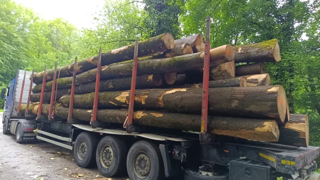 JESION – drewno tartaczne, długość 4-12 m – SPRZEDAM