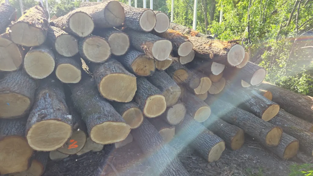 DĄB – kłody tartaczne, długość 2,5/3/3,5/4 m – SPRZEDAM
