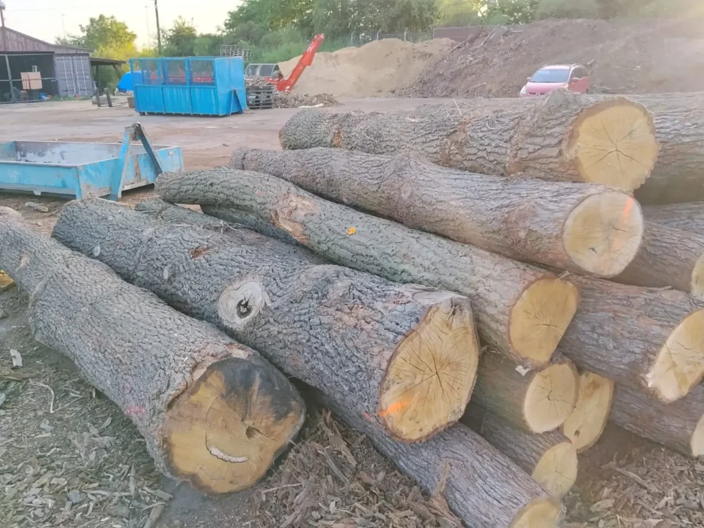 DĄB – kłody tartaczne, długość 3/4/5/6 m – SPRZEDAM