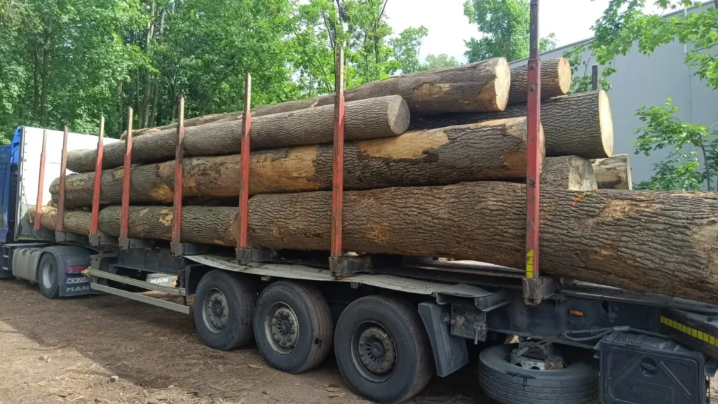 JESION – drewno tartaczne, długość 4-10 m – SPRZEDAM