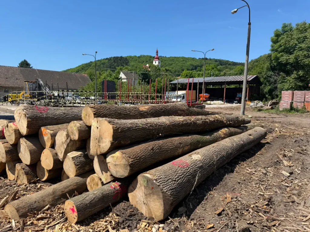 JESION – dłużyce tartaczne, długość 6-12 m – SPRZEDAM