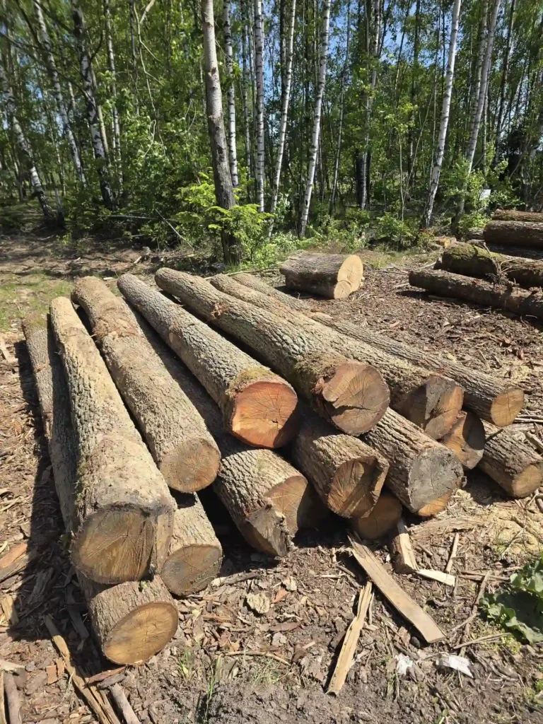 DĄB – kłody tartaczne, długość 4 m – SPRZEDAM