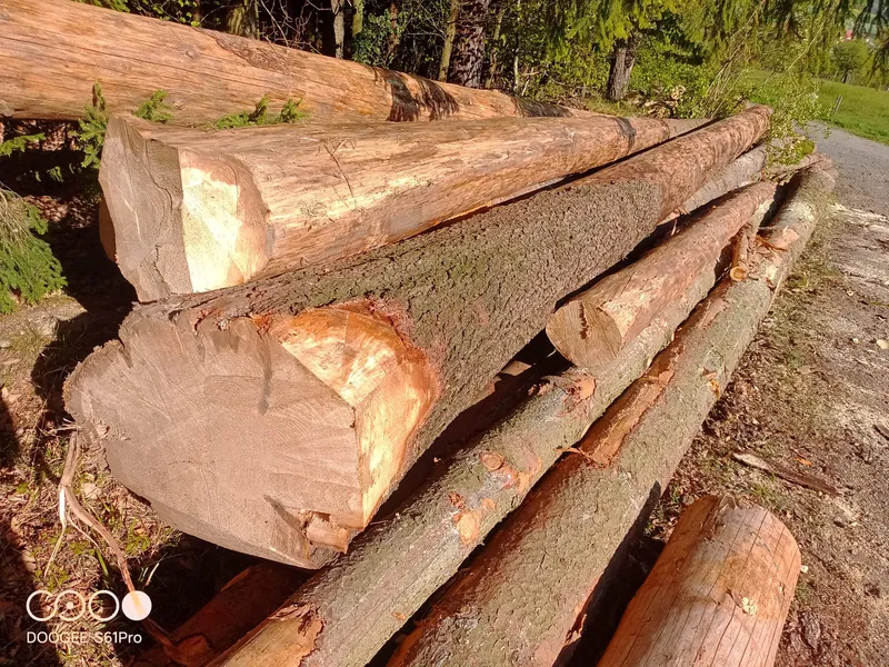 ŚWIERK – dłużyce tartaczne, posusz, długość 8/10/12 m – SPRZEDAM