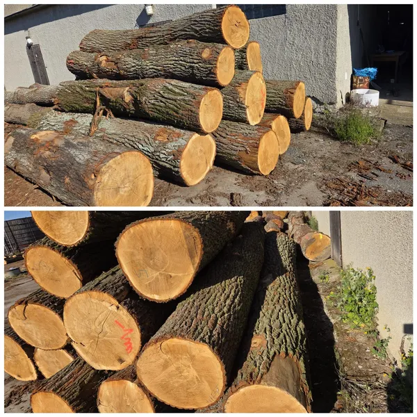 DĄB – kody tartaczne, długość 2,5/3/4 m – SPRZEDAM