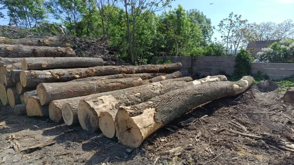 JESION – drewno tartaczne, długość 4-12 m – SPRZEDAM