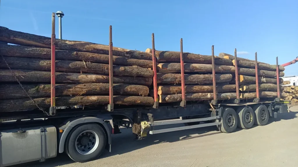 DĄB – kłody tartaczne, długość 4 m – SPRZEDAM