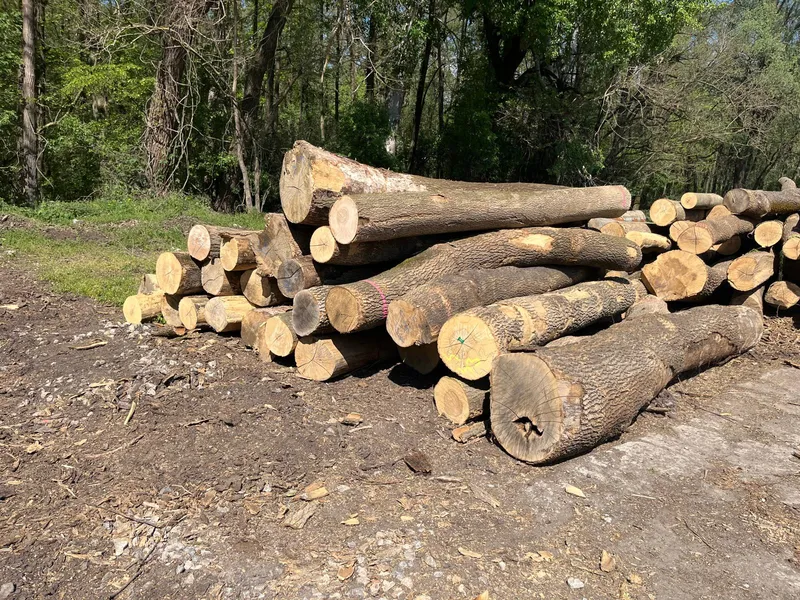 JESION – drewno tartaczne, długość 3-12 m – SPRZEDAM