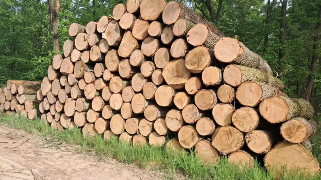 DĄB – kłody tartaczne, długość 4 m – SPRZEDAM