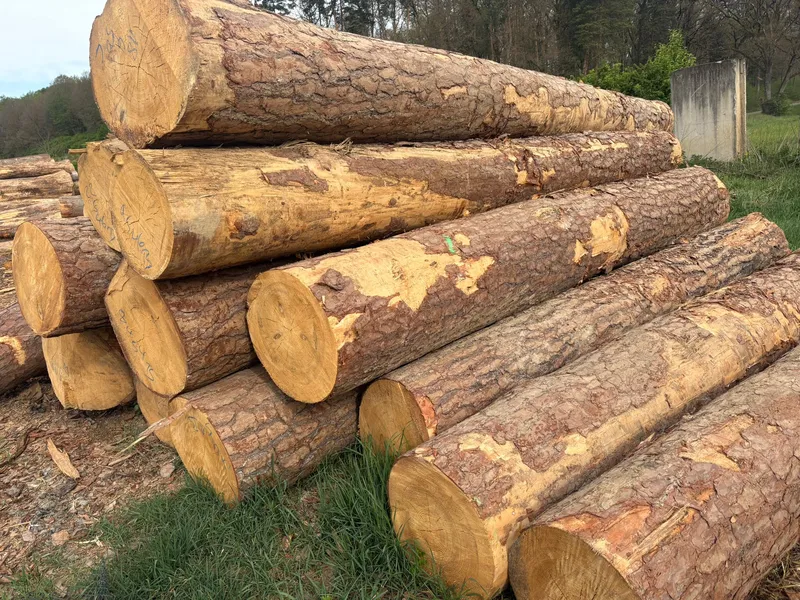 SOSNA – kłody tartaczne, długość 4/5/6 m – SPRZEDAM