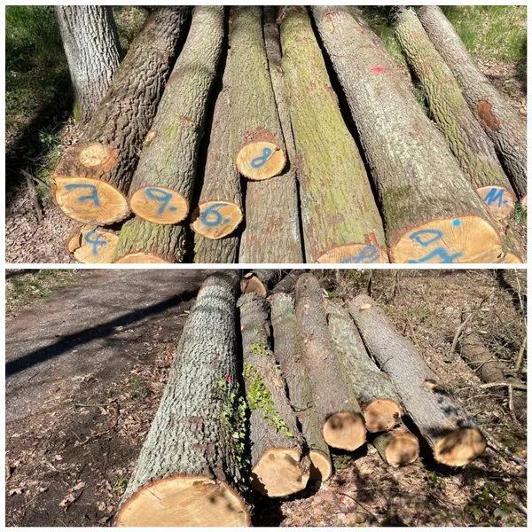 DĄB – kłody tartaczne, długość 4/5/6 m – SPRZEDAM