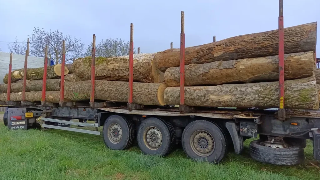 JESION – kłody tartaczne, długość 3/4/5 m – SPRZEDAM