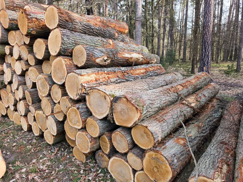 DĄB – kłody tartaczne, długość 2,5 m – SPRZEDAM