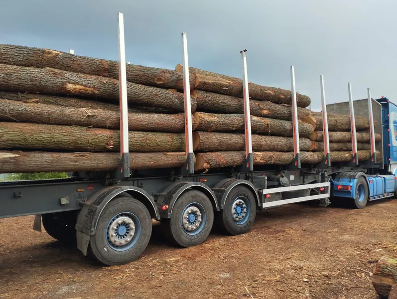 DĄB – kłody tartaczne, długość 4 m – SPRZEDAM