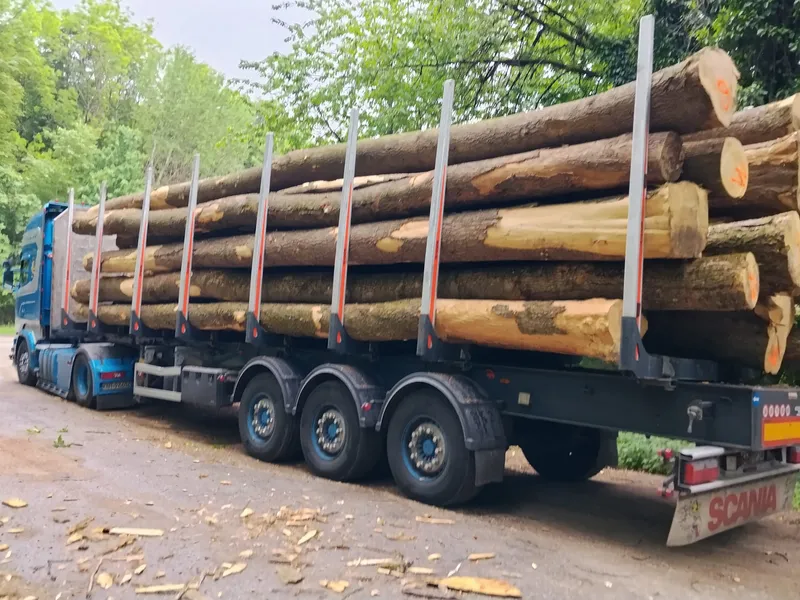JESION – dłużyce tartaczne, długość 6-12 m – SPRZEDAM