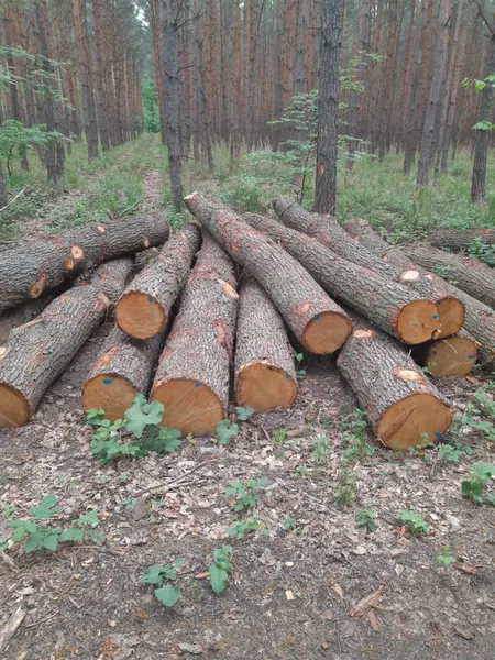 DĄB – drewno tartaczne, długość 4-10 m – SPRZEDAM