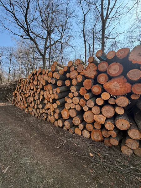 OLCHA – kłody tartaczne, długość 4 m – SPRZEDAM