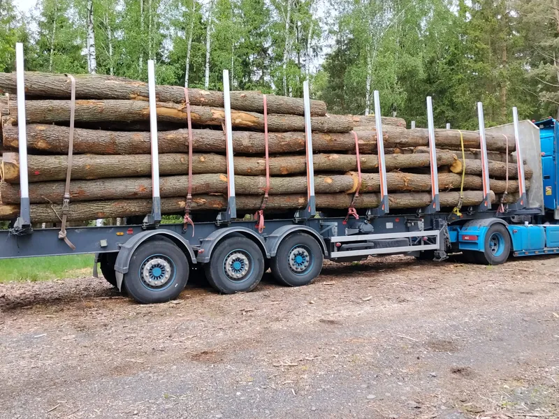 DĄB – drewno tartaczne, długość 3-8 m – SPRZEDAM