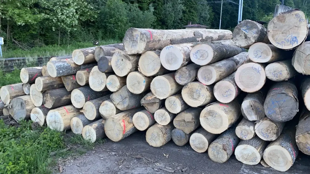 JESION – kłody tartaczne, długość 3/4/5/6 m – SPRZEDAM