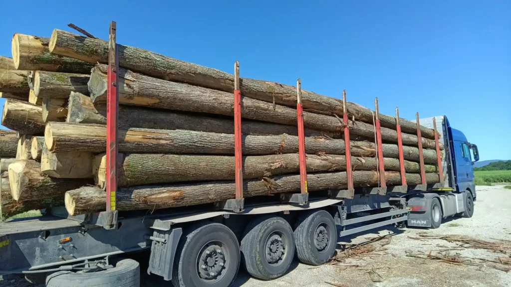 DĄB – dłużyce tartaczne, długość 11,8 m – SPRZEDAM