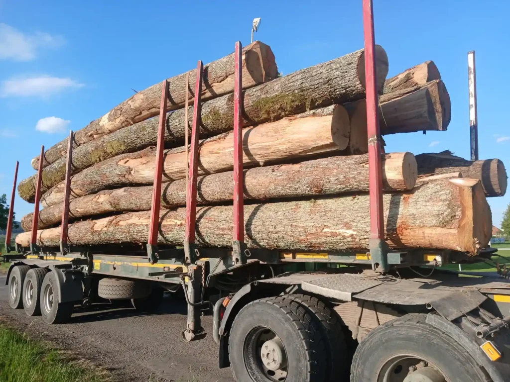 DĄB – dłużyce tartaczne, długość 6-12 m – SPRZEDAM