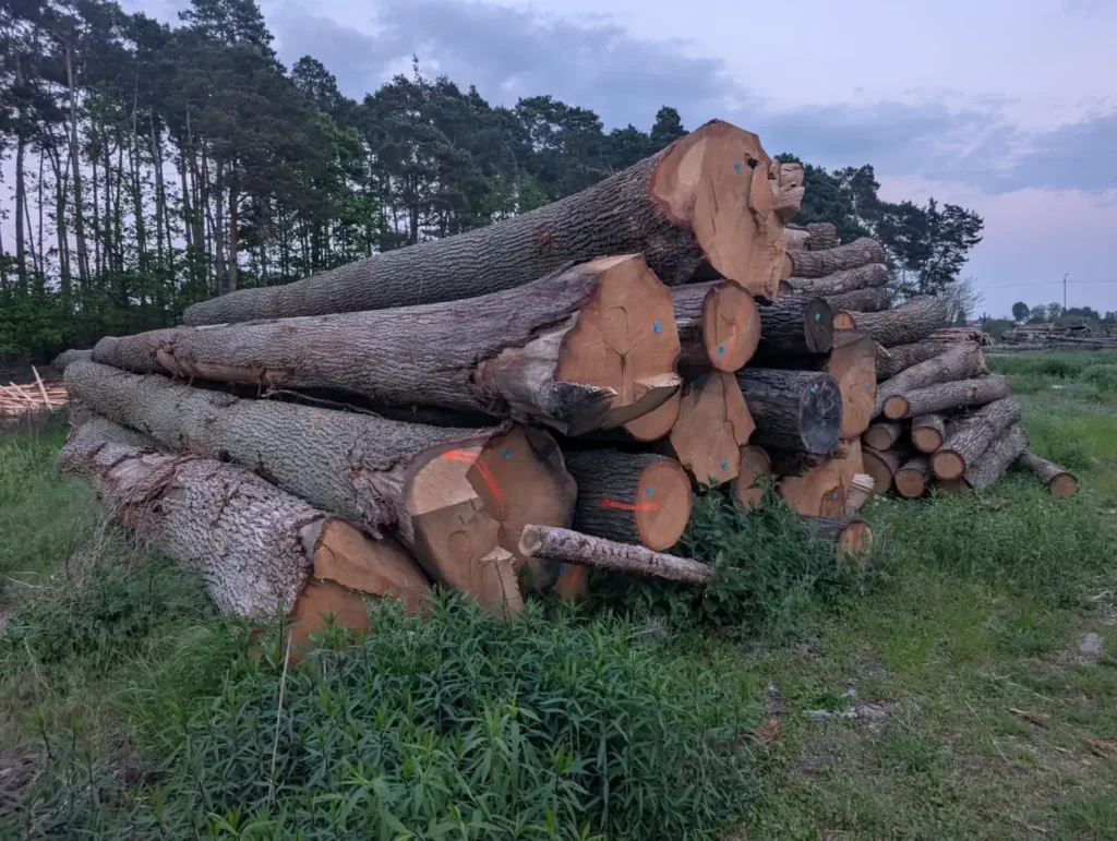 DĄB – dłużyce tartaczne, długość 6-13 m – SPRZEDAM